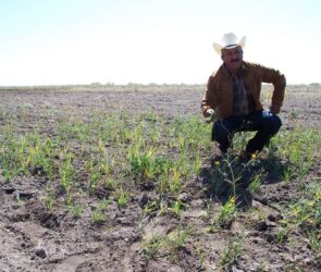 El campo duranguense abandona el 30 % de sus parcelas