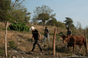 Esperan embarque proveniente de Nicaragua con 5 mil cabezas de ganado en Mazatlán