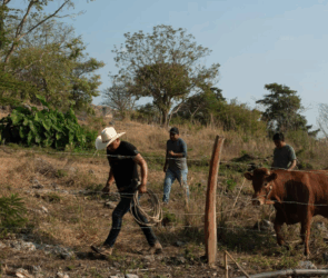 Esperan embarque proveniente de Nicaragua con 5 mil cabezas de ganado en Mazatlán