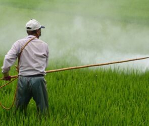 La Federación prohíbe al aldicarb, carbofurán, endosulfán y DDT: nuevas reglas para proteger salud y ambiente