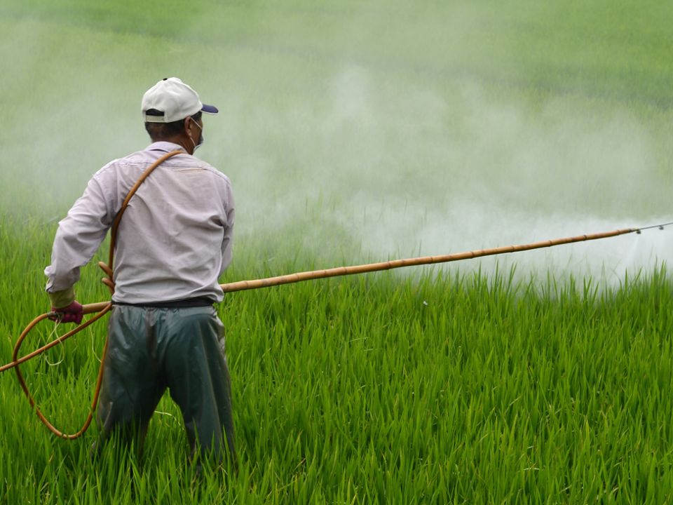 La Federación prohíbe al aldicarb, carbofurán, endosulfán y DDT: nuevas reglas para proteger salud y ambiente