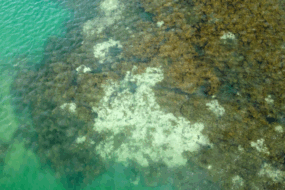 Muerte irreversible de corales demuestra afectaciones y lanza alerta por cambio climático