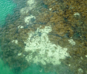Muerte irreversible de corales demuestra afectaciones y lanza alerta por cambio climático