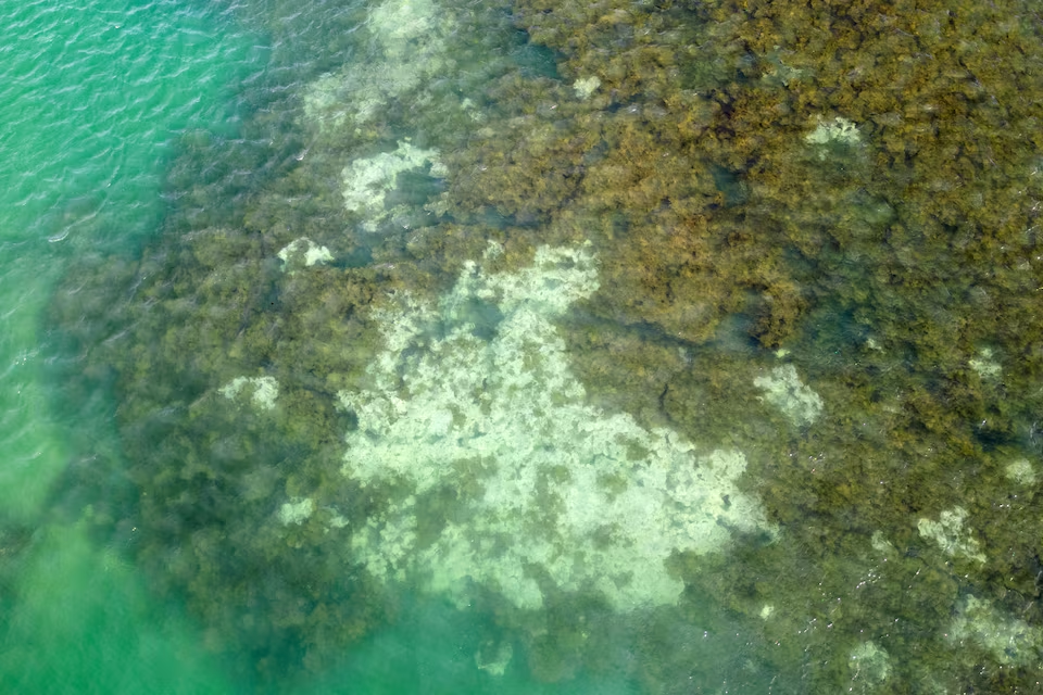 Muerte irreversible de corales demuestra afectaciones y lanza alerta por cambio climático