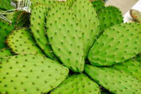 Nopal como forraje milagroso: cómo alimentar al ganado y ahorrar forraje