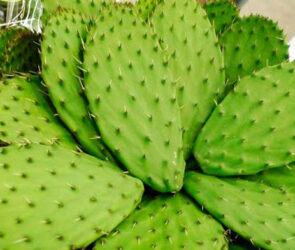 Nopal como forraje milagroso: cómo alimentar al ganado y ahorrar forraje