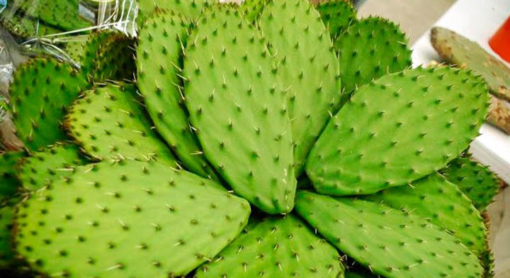 Nopal como forraje milagroso: cómo alimentar al ganado y ahorrar forraje