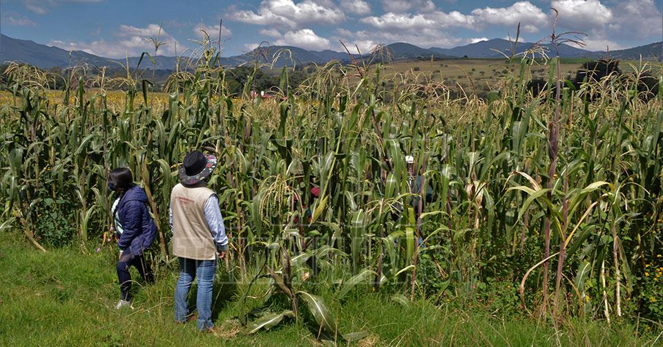 Norte de Tamaulipas en riesgo